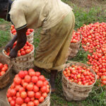 Déclaration de Maurice KAMTO sur le risque d’effondrement de la filière tomate au Cameroun face de l’incapacité du gouvernement à prendre les mesures de soutien conséquentes