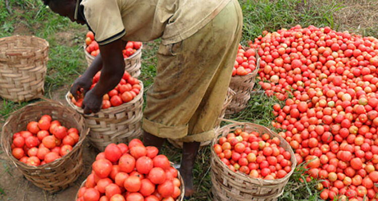 Declaration on the risk of collapse of the tomato industry in Cameroon in face of government’s inability to take necessary support measures